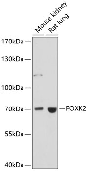 FOXK2 Polyclonal Antibody (E-AB-64962)