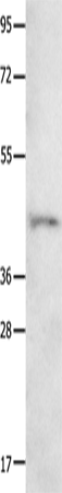 NTSR1 Polyclonal Antibody (E-AB-12597)