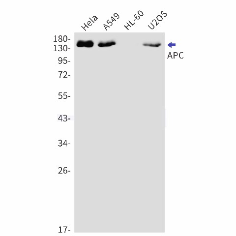 Recombinant APC Monoclonal Antibody (E-AB-81529)
