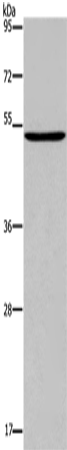 PTGER4 Polyclonal Antibody (E-AB-15622)
