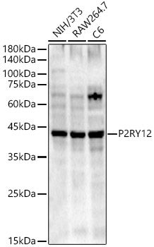 P2RY12 Polyclonal Antibody (E-AB-68329)