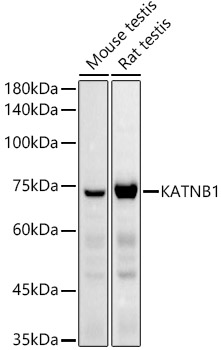 KATNB1 Polyclonal Antibody (E-AB-92325)