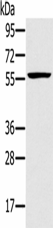 TRIM34 Polyclonal Antibody (E-AB-16766)