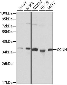CCNH Polyclonal Antibody (E-AB-60135)