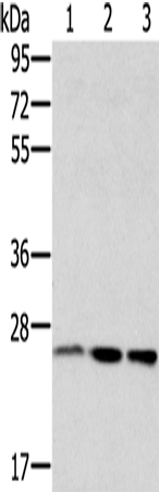 RAB8A Polyclonal Antibody (E-AB-13545)