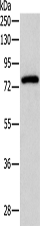 PKC gamma Polyclonal Antibody (E-AB-16194)