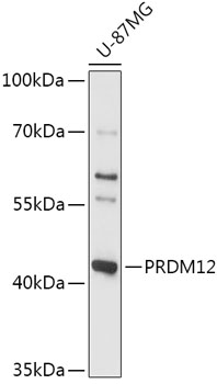 PRDM12 Polyclonal Antibody (E-AB-91897)