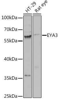 EYA3 Polyclonal Antibody (E-AB-66408)