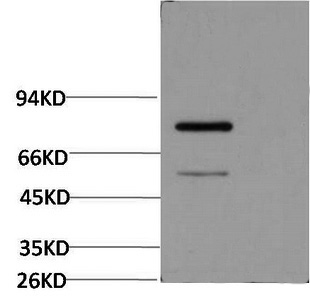 Luciferase Monoclonal Antibody (E-AB-22231)