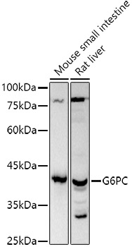 G6PC Polyclonal Antibody (E-AB-92332)