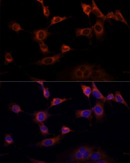 WWOX Polyclonal Antibody (E-AB-65947)