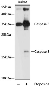 (KO Validated) Caspase-3 Polyclonal Antibody (E-AB-60646)