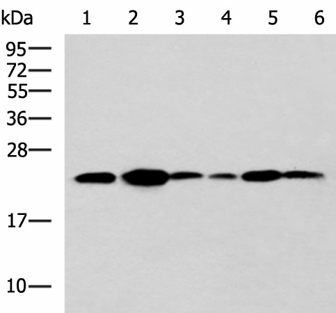 TMED10 Polyclonal Antibody (E-AB-19178)