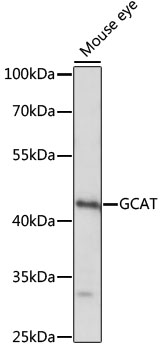 GCAT Polyclonal Antibody (E-AB-66584)