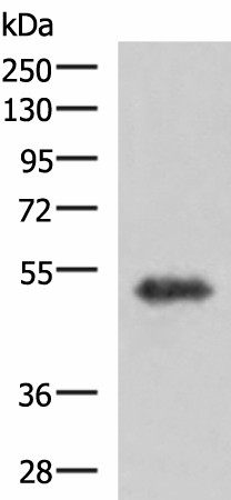 TSEN2 Polyclonal Antibody (E-AB-52966)