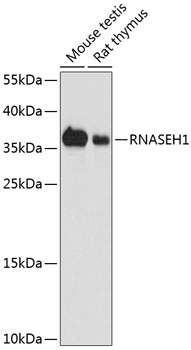 RNASEH1 Polyclonal Antibody (E-AB-68012)