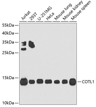 COTL1 Polyclonal Antibody (E-AB-63073)