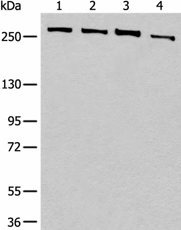 PRPF8 Polyclonal Antibody (E-AB-17841)