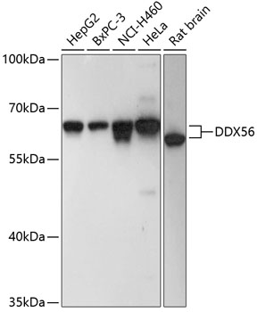 DDX56 Polyclonal Antibody (E-AB-65629)