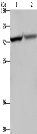 c-Rel Polyclonal Antibody (E-AB-14893)