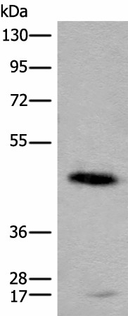 CADM2 Polyclonal Antibody (E-AB-17789)