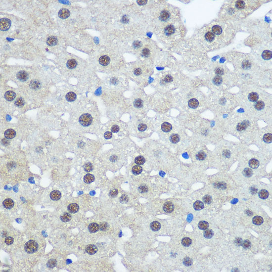 UBA1 Polyclonal Antibody (E-AB-63690)