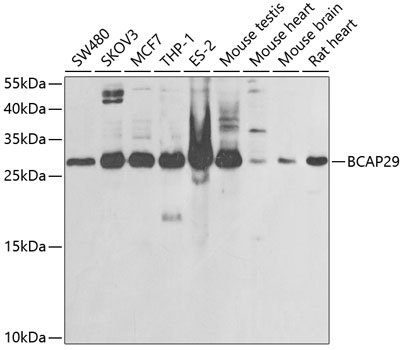 BCAP29 Polyclonal Antibody (E-AB-61895)