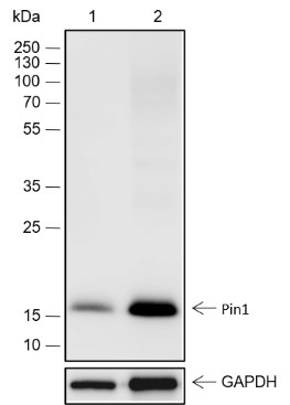 Recombinant Pin1 Monoclonal Antibody (AN301805L)