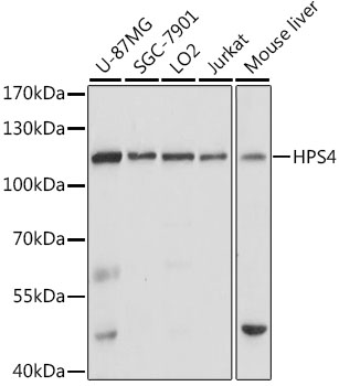 HPS4 Polyclonal Antibody (E-AB-66705)