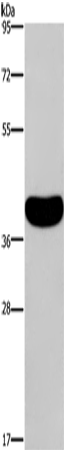 CRELD2 Polyclonal Antibody (E-AB-11103)