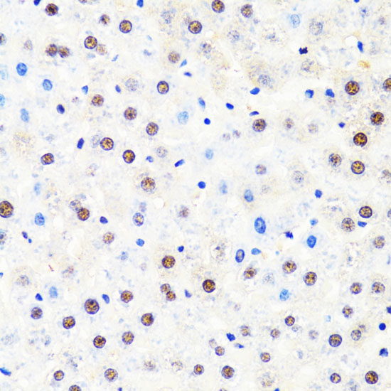 POLR2B Polyclonal Antibody (E-AB-62169)