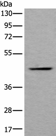 BMP2 Polyclonal Antibody (E-AB-19618)