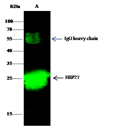 Recombinant HSP27/HSPB1 Monoclonal Antibody (AN300324P)