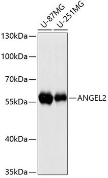 ANGEL2 Polyclonal Antibody (E-AB-64333)