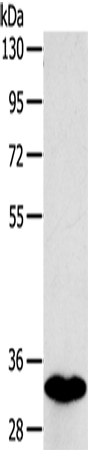 SULT1B1 Polyclonal Antibody (E-AB-11614)