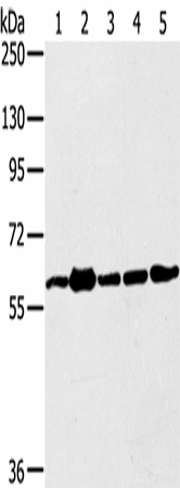 TRIM45 Polyclonal Antibody (E-AB-16920)