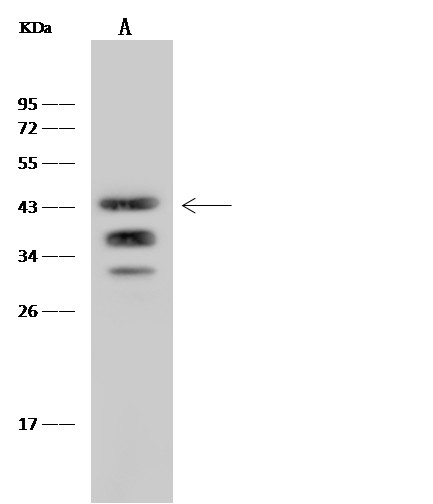 Recombinant Ly108/SLAMF6 Monoclonal Antibody (AN300500P)