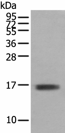 TNNC1 Polyclonal Antibody (E-AB-52316)
