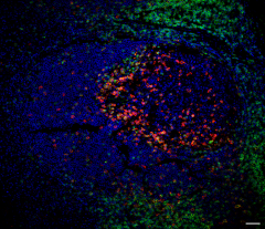 PE anti-human CD279 (PD-1) Antibody (367403)