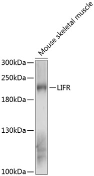 LIFR Polyclonal Antibody (E-AB-90482)
