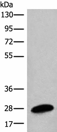 BPGM Polyclonal Antibody (E-AB-18543)
