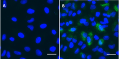 Purified anti-CD54 (ICAM-1) Antibody (636351)
