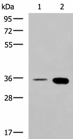 MAF Polyclonal Antibody (E-AB-19336)