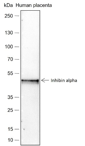 Recombinant Inhibin alpha Monoclonal Antibody (AN301567L)