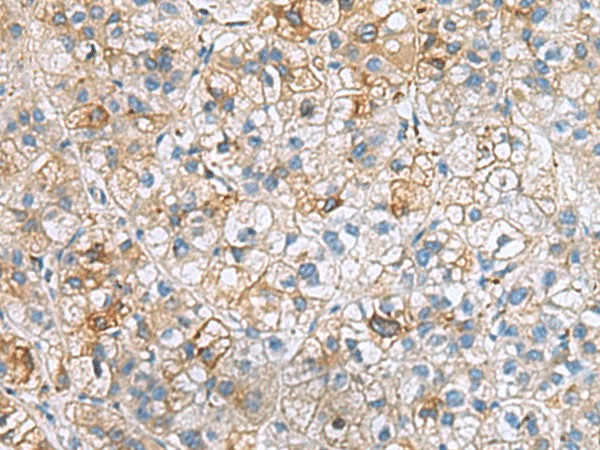 IGLL1 Polyclonal Antibody (E-AB-53089)