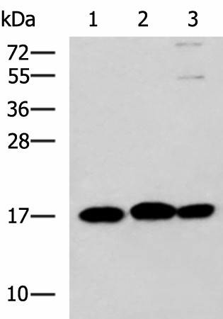 RPS14 Polyclonal Antibody (E-AB-19130)