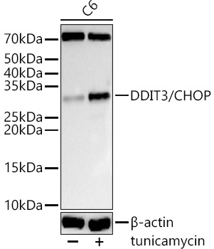 DDIT3 / CHOP Polyclonal Antibody (E-AB-68246)