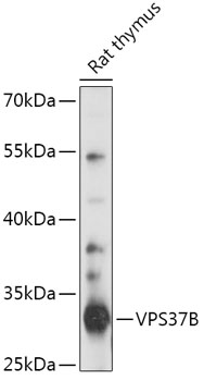 VPS37B Polyclonal Antibody (E-AB-91903)