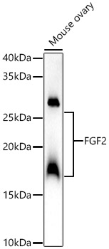 (KO Validated) FGF2 Polyclonal Antibody (E-AB-93292)