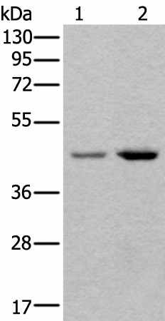 TBX1 Polyclonal Antibody (E-AB-53339)